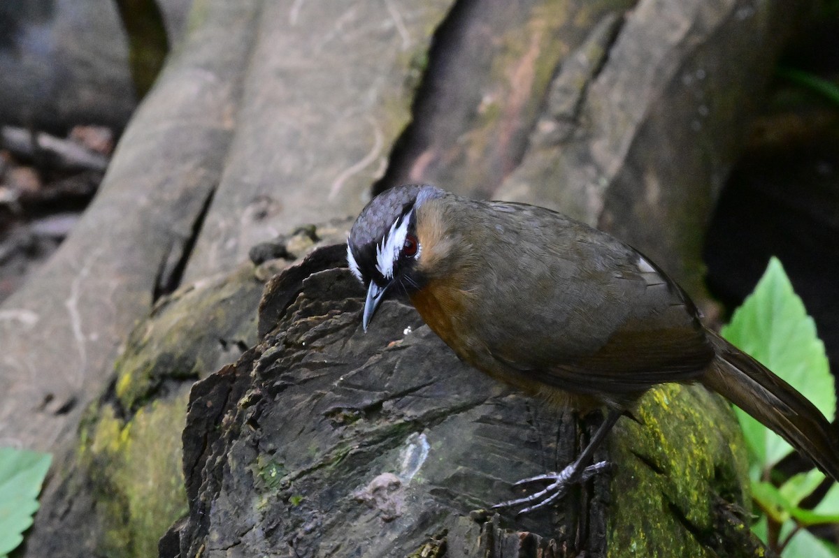 Nilgiri Laughingthrush - ML638528258