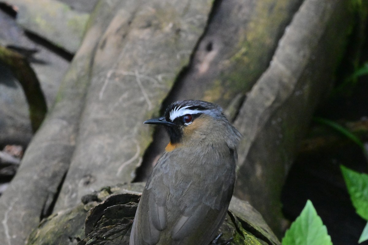 Nilgiri Laughingthrush - ML638528259