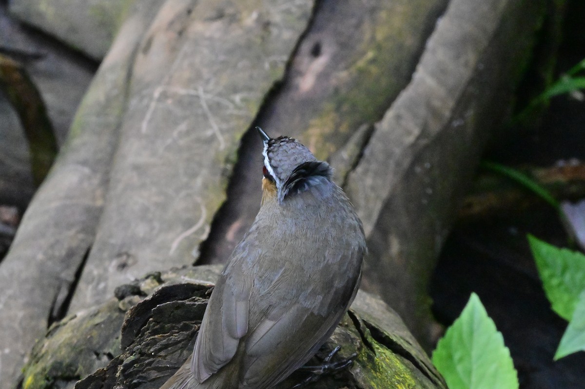 Nilgiri Laughingthrush - ML638528260