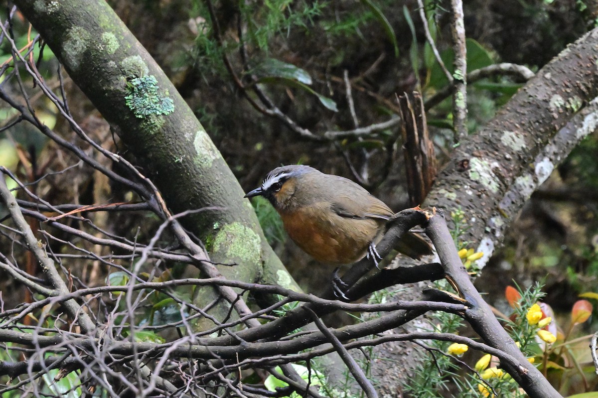 Nilgiri Laughingthrush - ML638528261