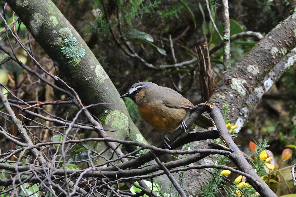 Nilgiri Laughingthrush - ML638528262