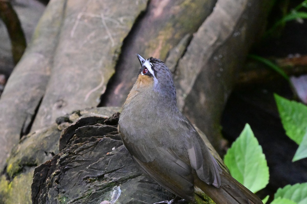 Nilgiri Laughingthrush - ML638528263