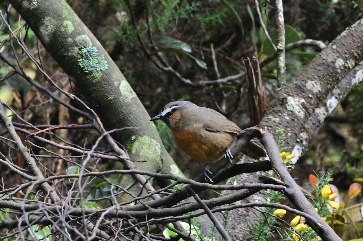 Nilgiri Laughingthrush - ML638528265