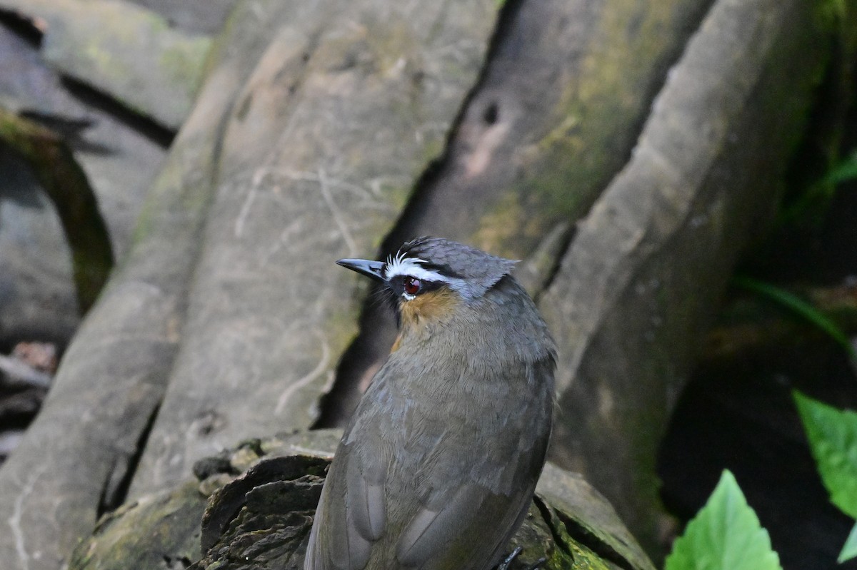 Nilgiri Laughingthrush - ML638528266