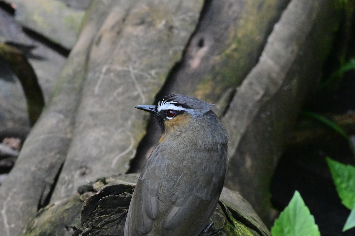 Nilgiri Laughingthrush - ML638528267