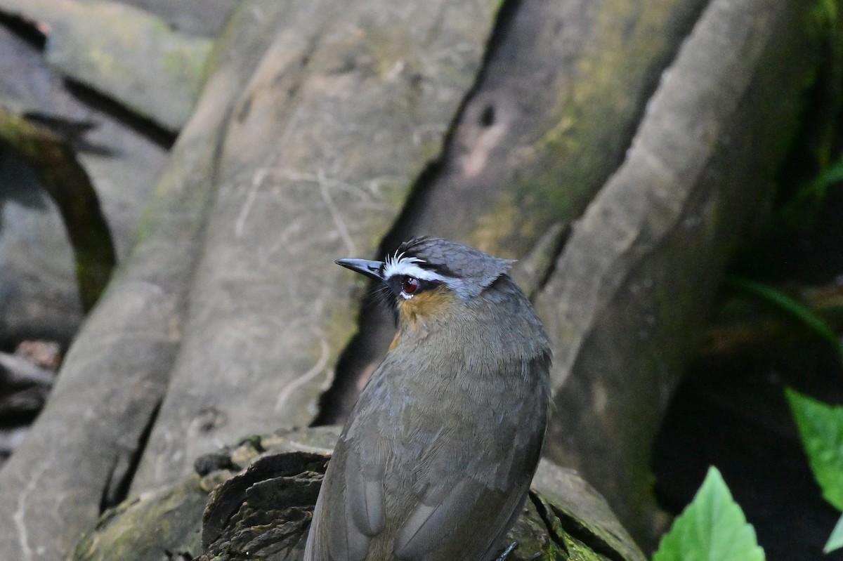 Nilgiri Laughingthrush - ML638528268