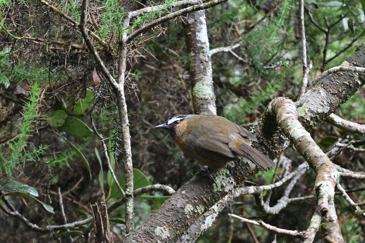 Nilgiri Laughingthrush - ML638528269