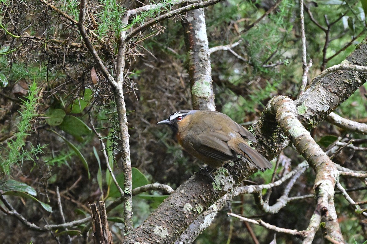 Nilgiri Laughingthrush - ML638528270