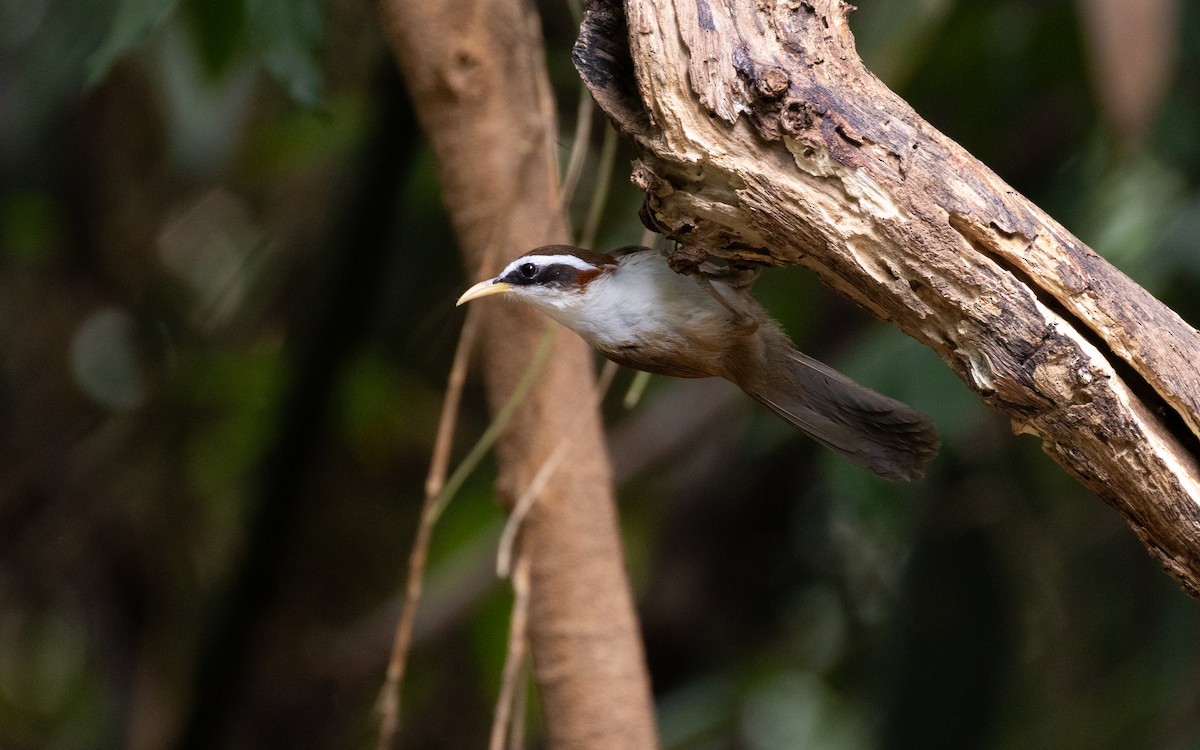 Streak-breasted Scimitar-Babbler - ML638528278
