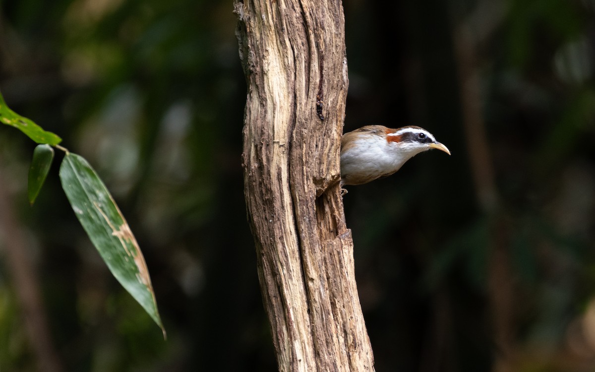 Streak-breasted Scimitar-Babbler - ML638528279