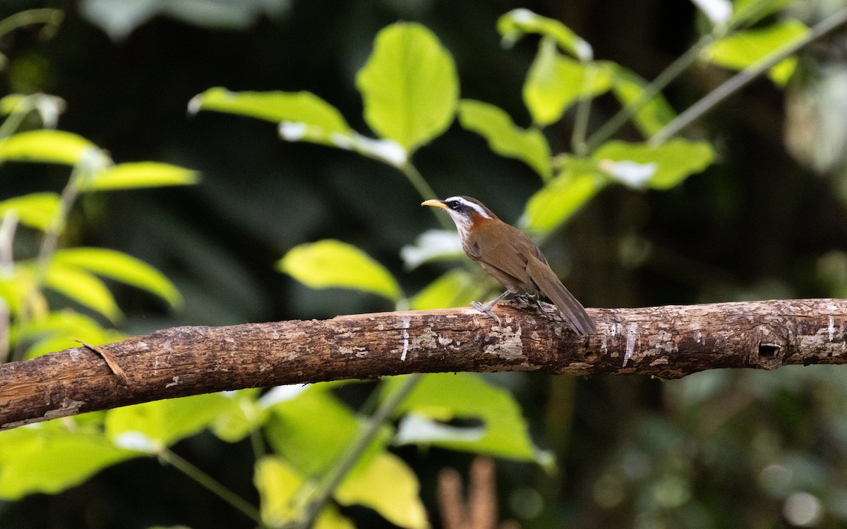 Streak-breasted Scimitar-Babbler - ML638528280