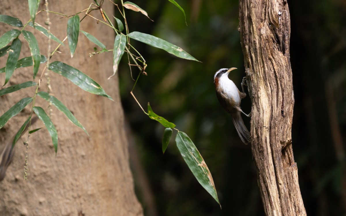Streak-breasted Scimitar-Babbler - ML638528281