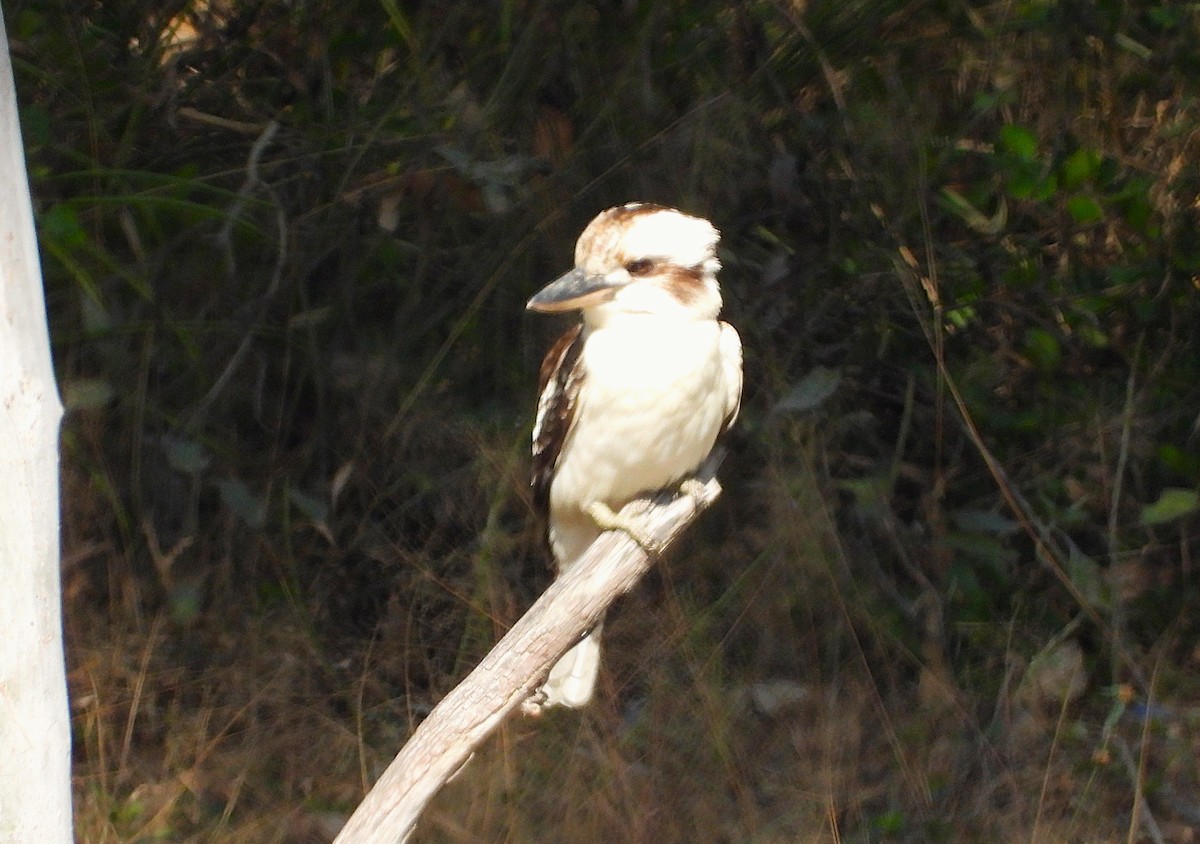 Laughing Kookaburra - ML638528322