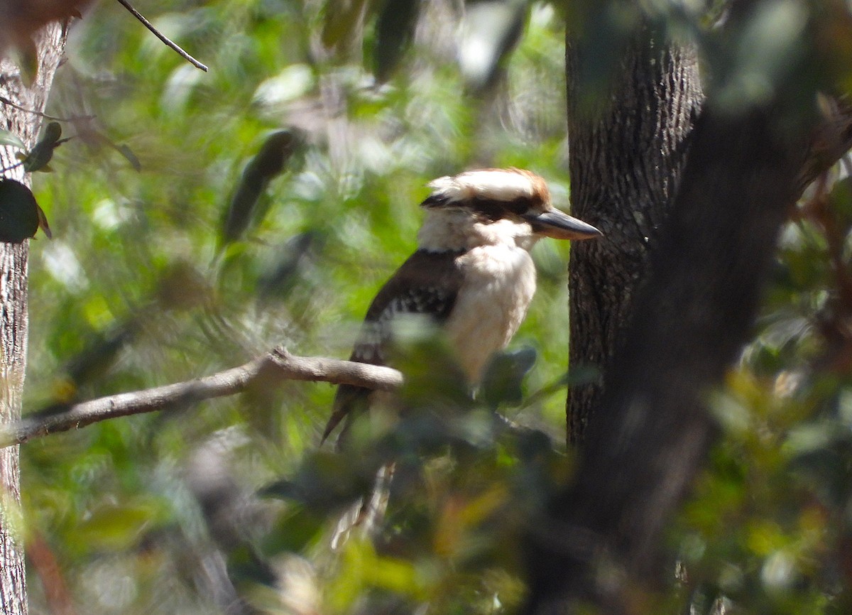 Laughing Kookaburra - ML638528336