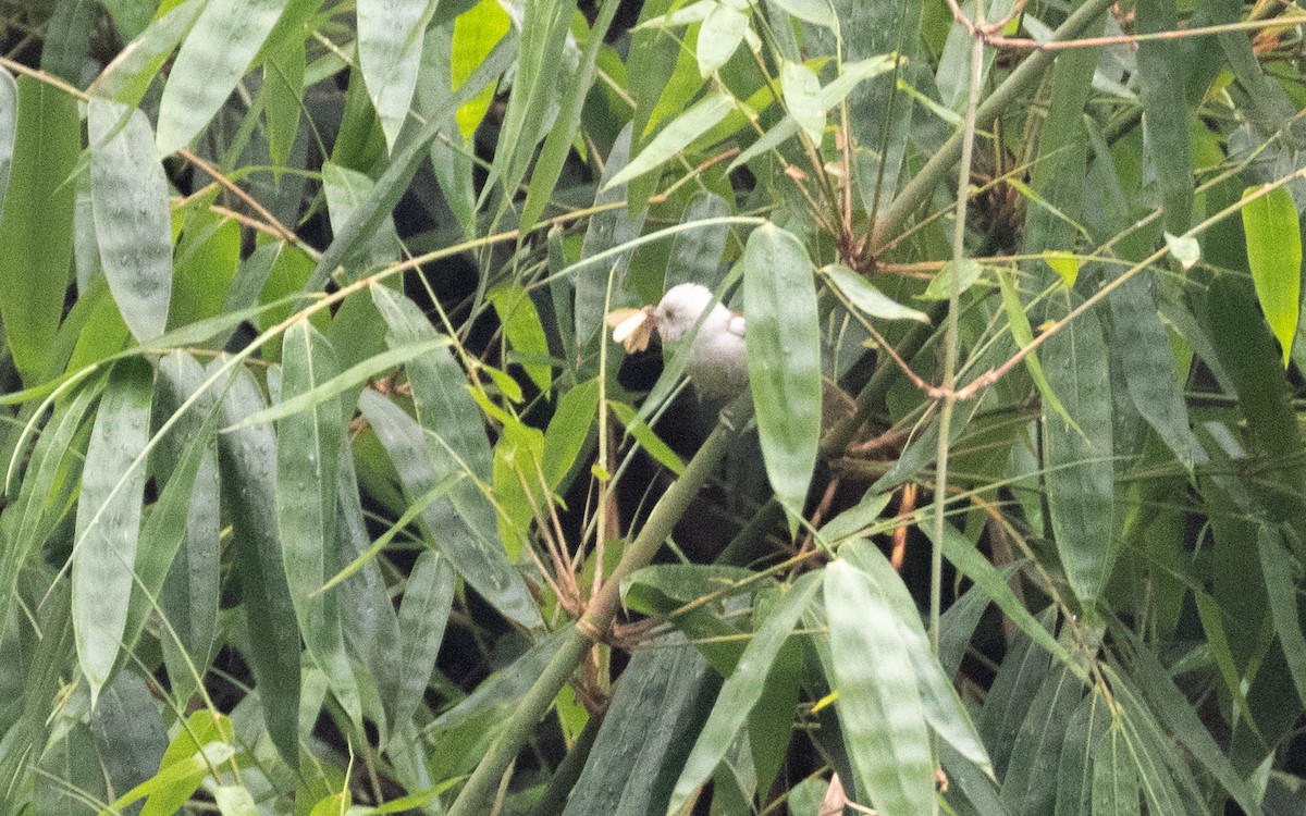 White-hooded Babbler - ML638528337