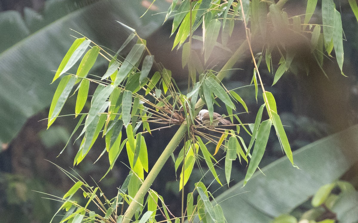 White-hooded Babbler - ML638528338