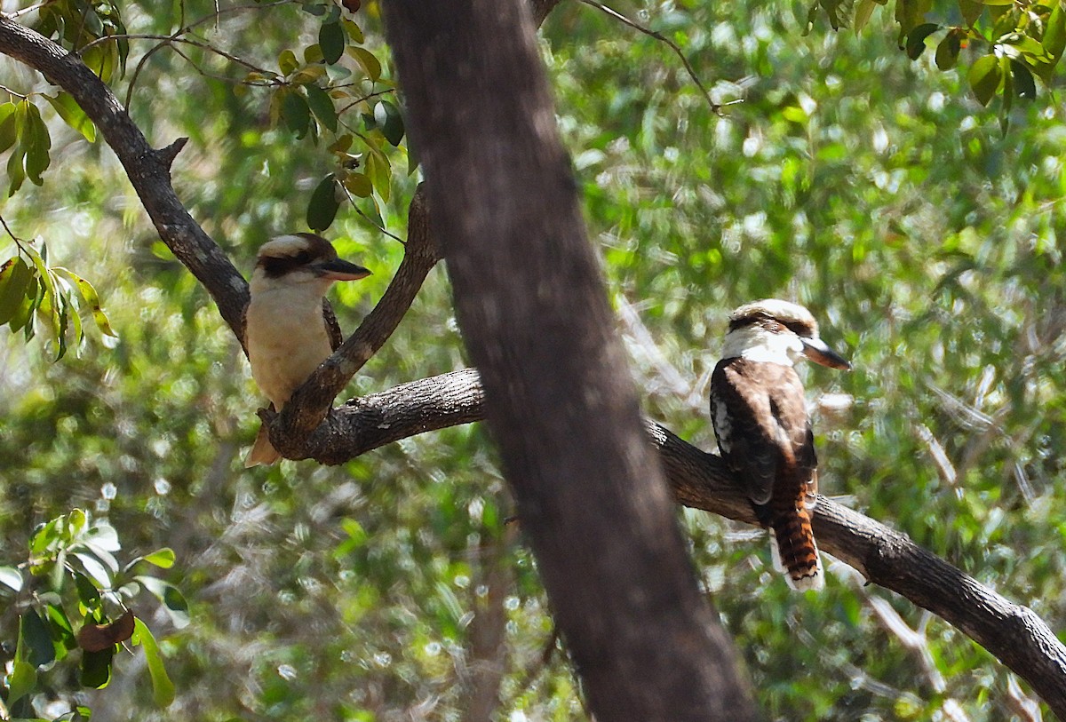 Laughing Kookaburra - ML638528339