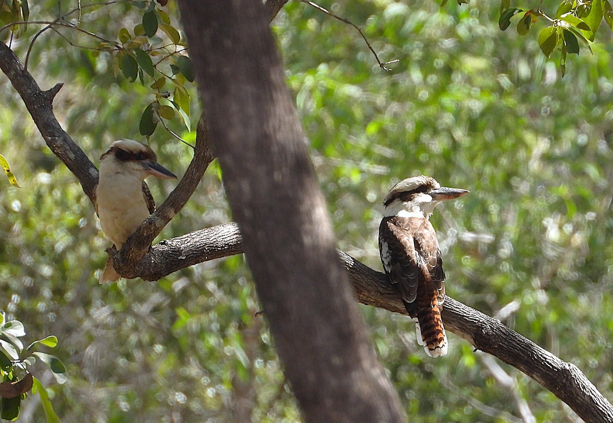 Laughing Kookaburra - ML638528340