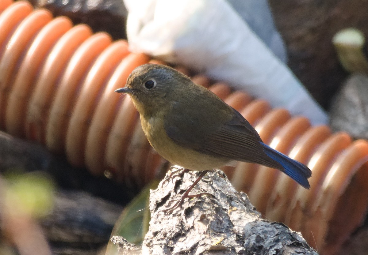 Himalayan Bluetail - ML638528344