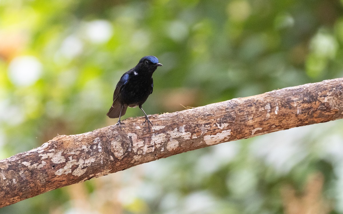 White-tailed Robin - ML638528345