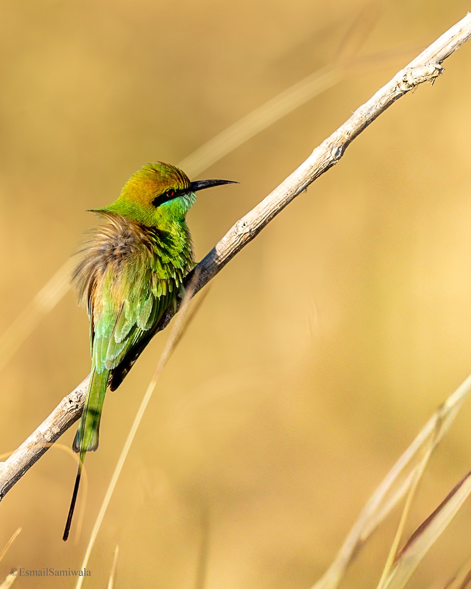 Asian Green Bee-eater - ML638528356