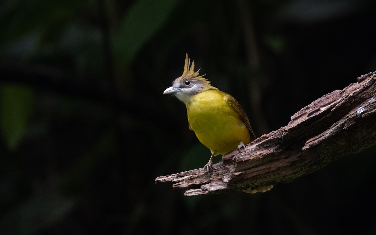 White-throated Bulbul - ML638528357