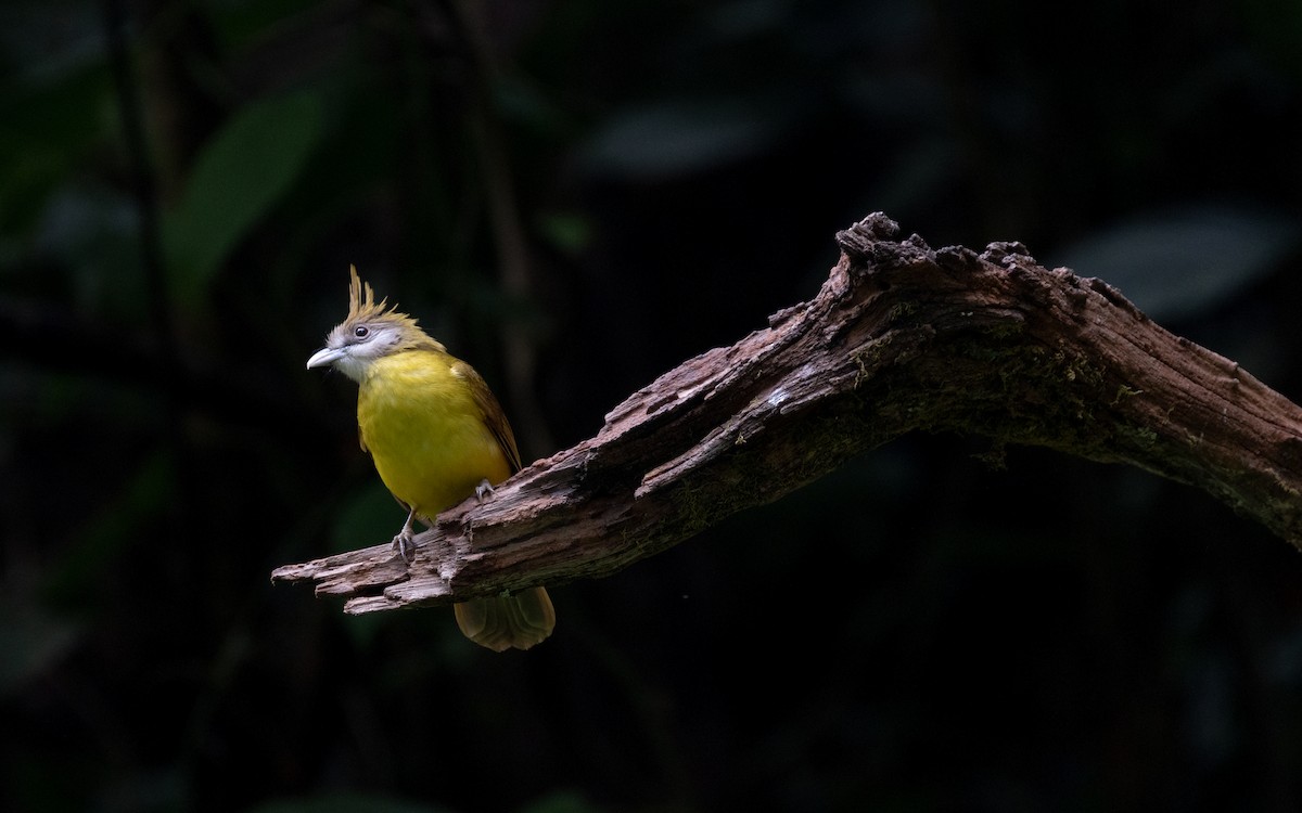 White-throated Bulbul - ML638528358