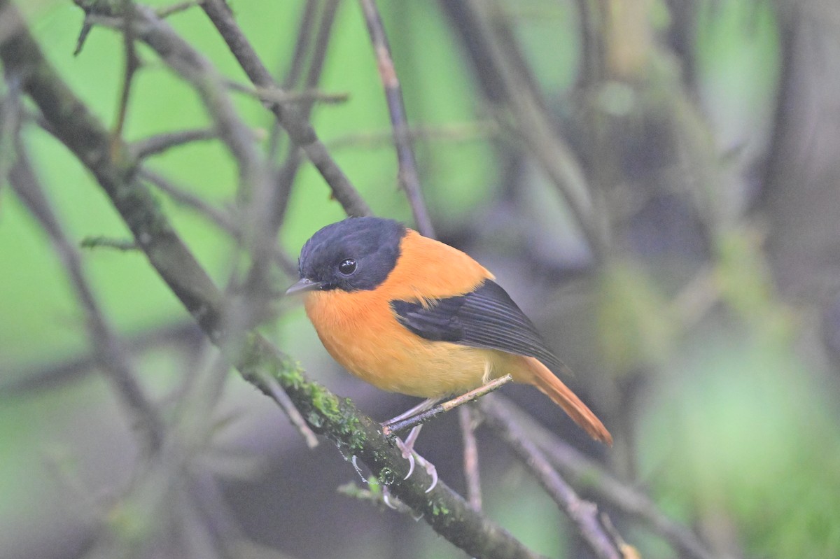 Black-and-orange Flycatcher - ML638528368
