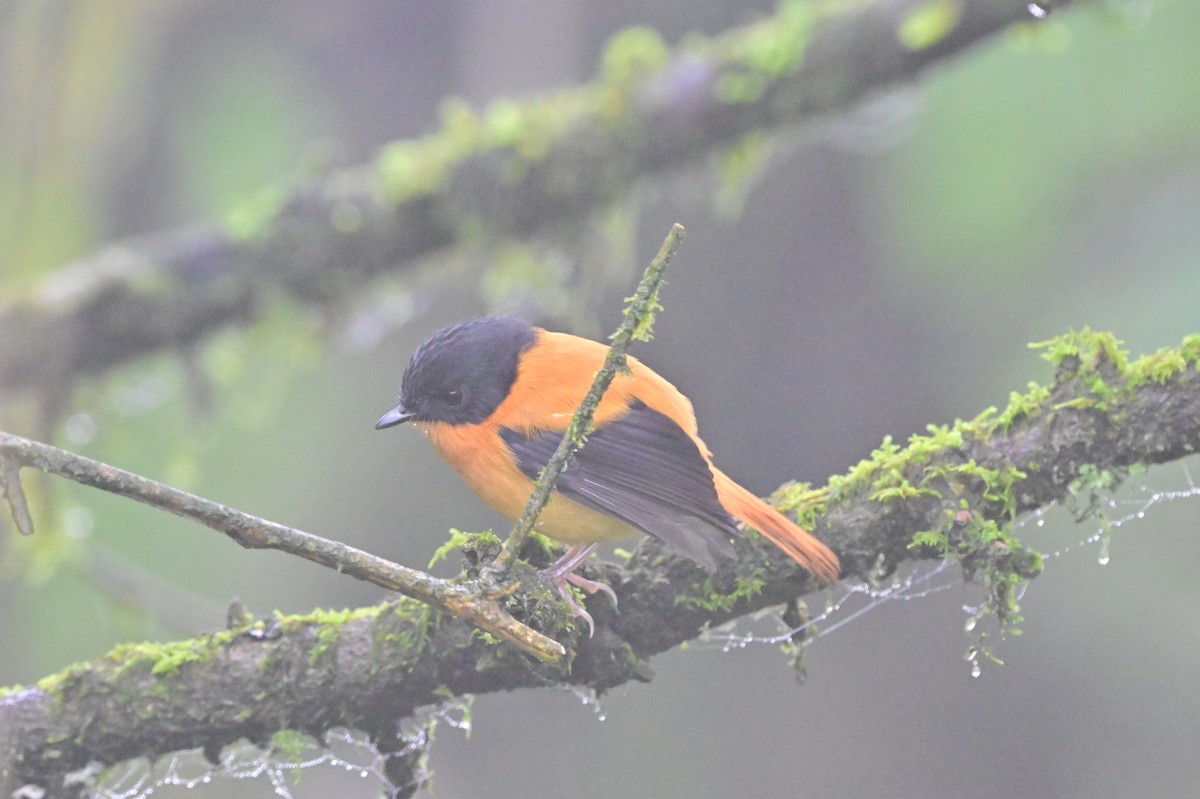 Black-and-orange Flycatcher - ML638528369