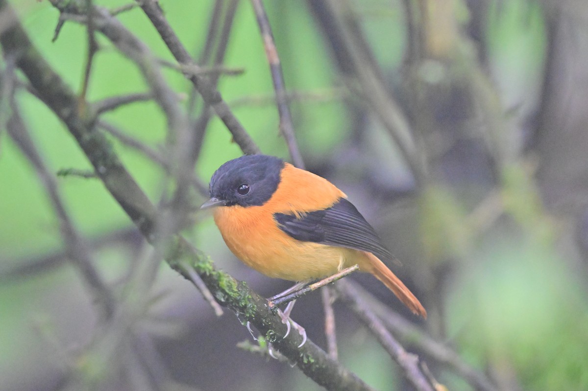 Black-and-orange Flycatcher - ML638528371