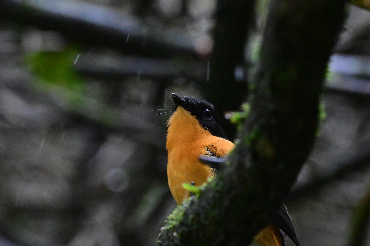 Black-and-orange Flycatcher - ML638528372