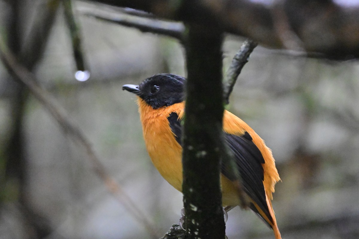 Black-and-orange Flycatcher - ML638528373