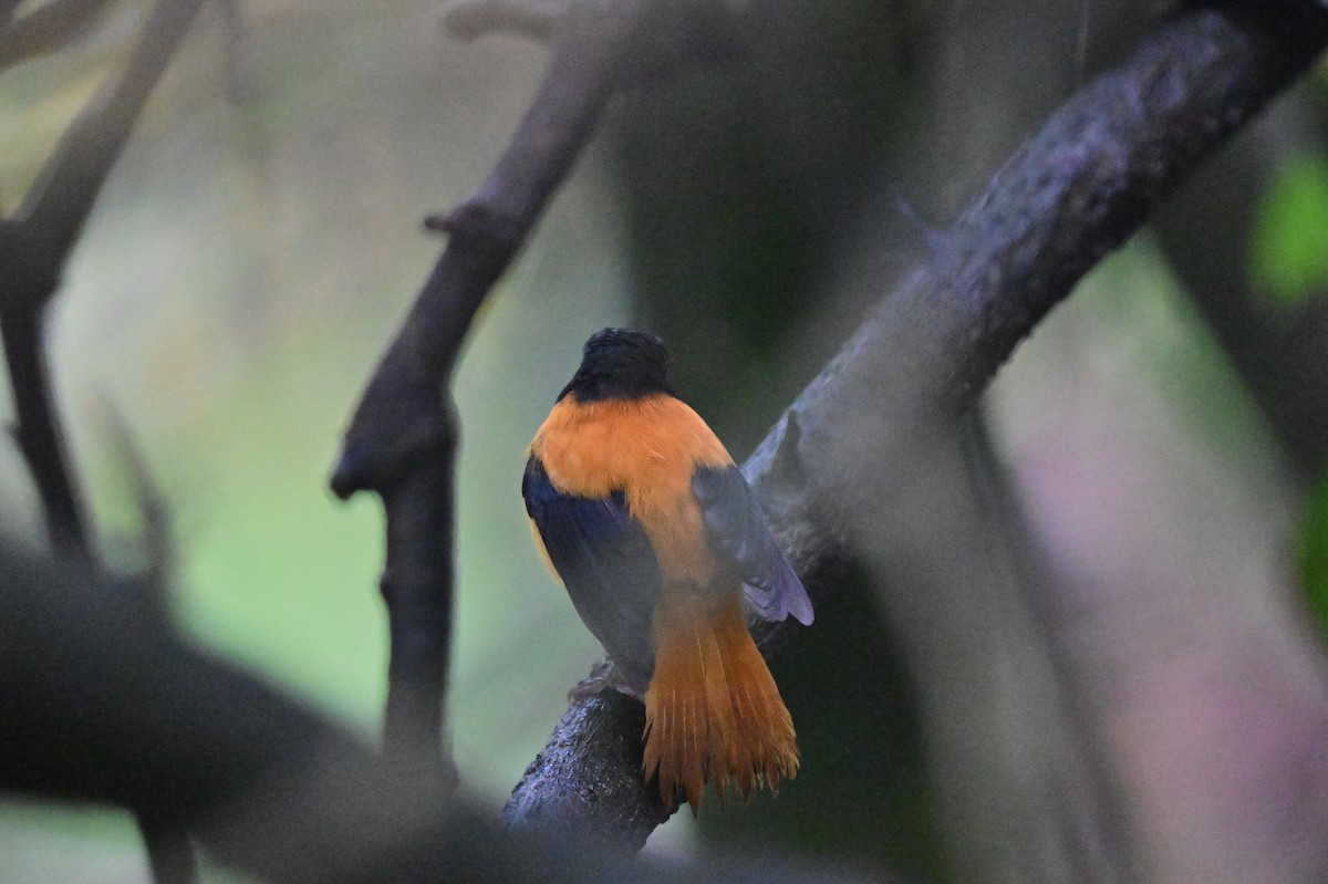 Black-and-orange Flycatcher - ML638528374