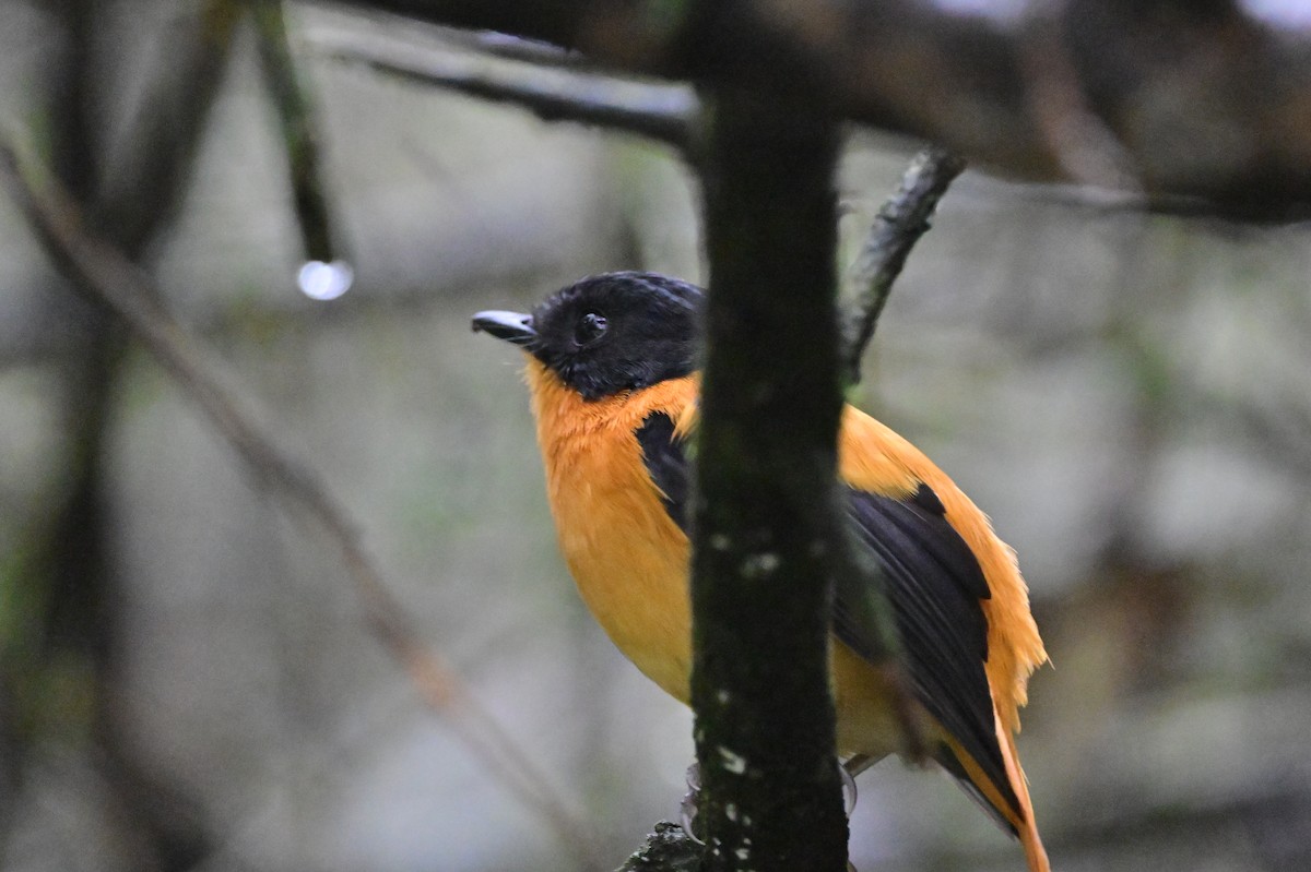Black-and-orange Flycatcher - ML638528375