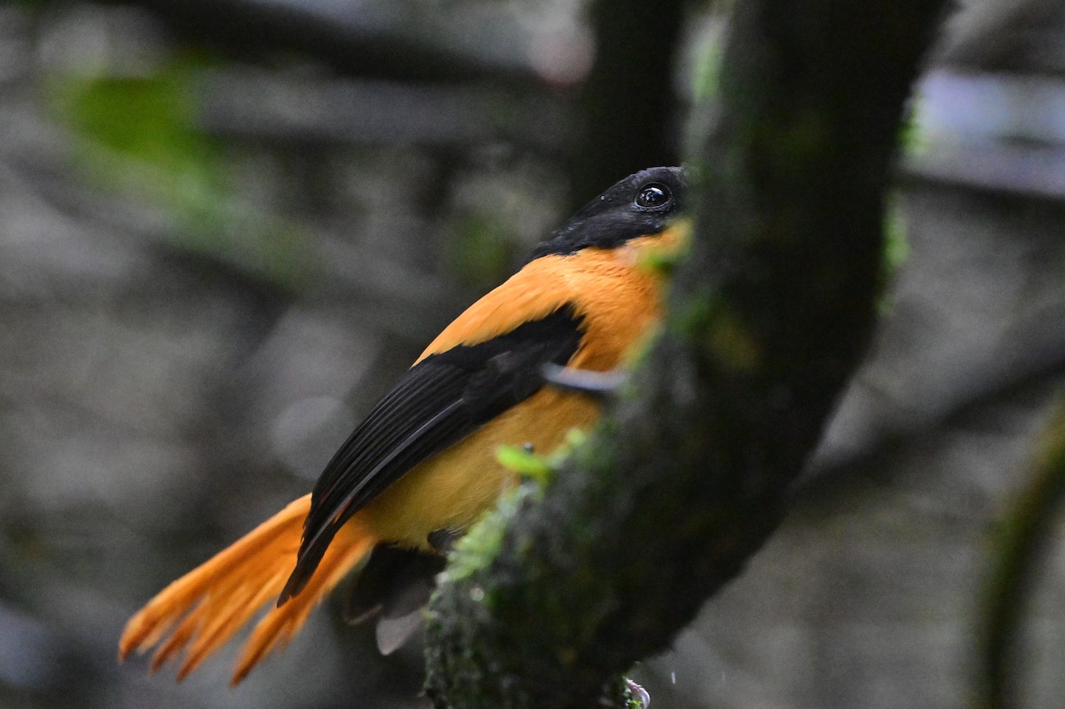 Black-and-orange Flycatcher - ML638528376