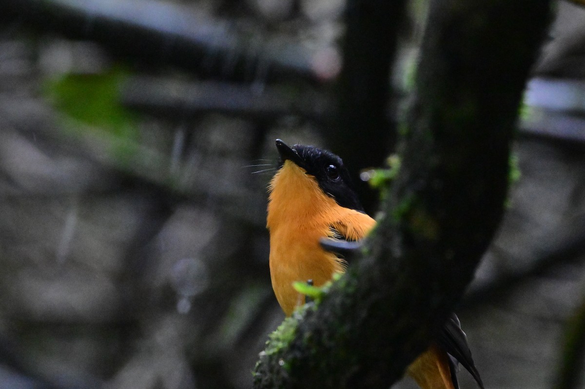 Black-and-orange Flycatcher - ML638528377