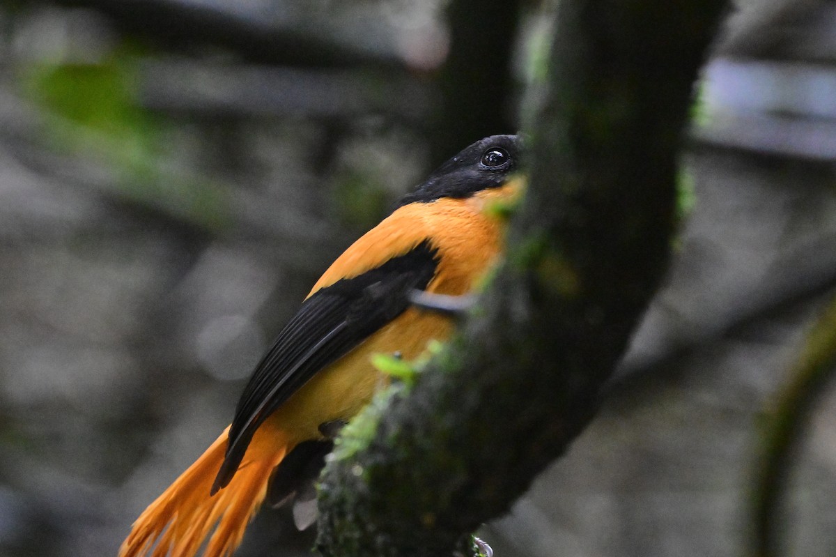 Black-and-orange Flycatcher - ML638528378