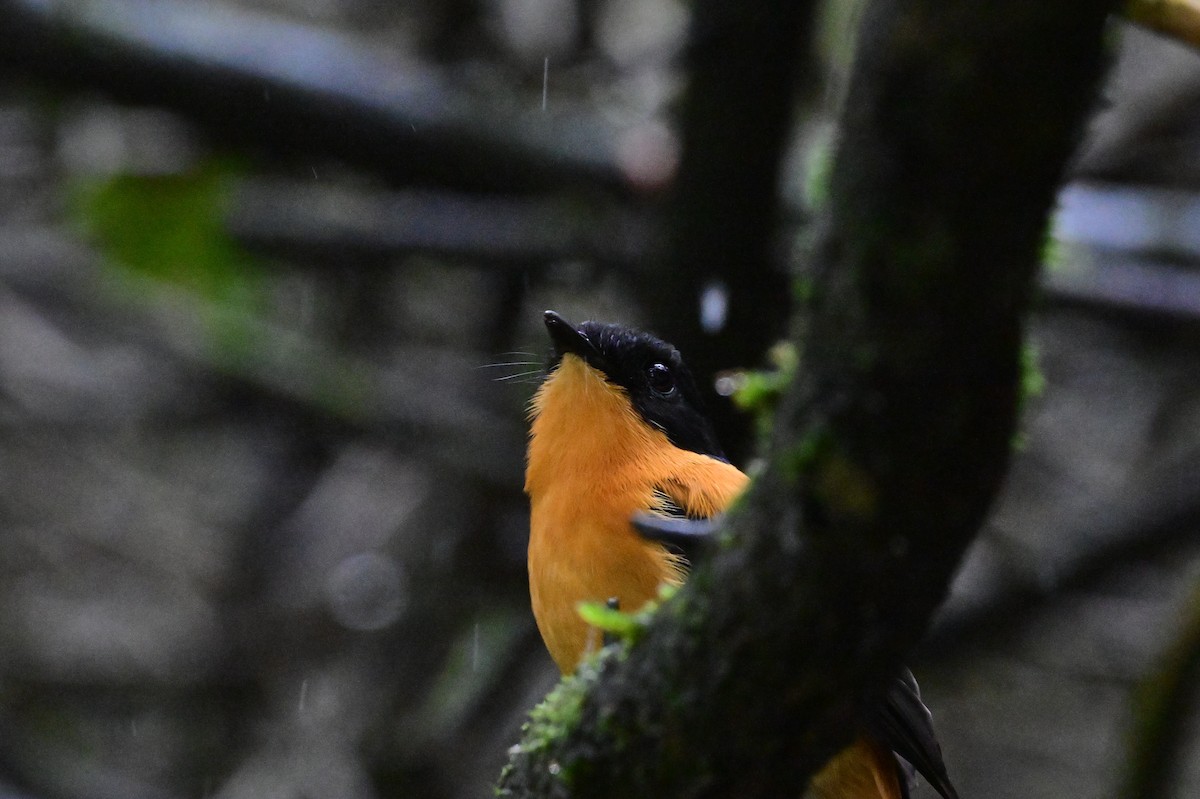 Black-and-orange Flycatcher - ML638528379