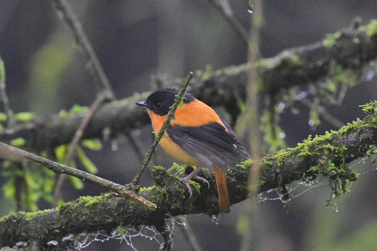 Black-and-orange Flycatcher - ML638528382