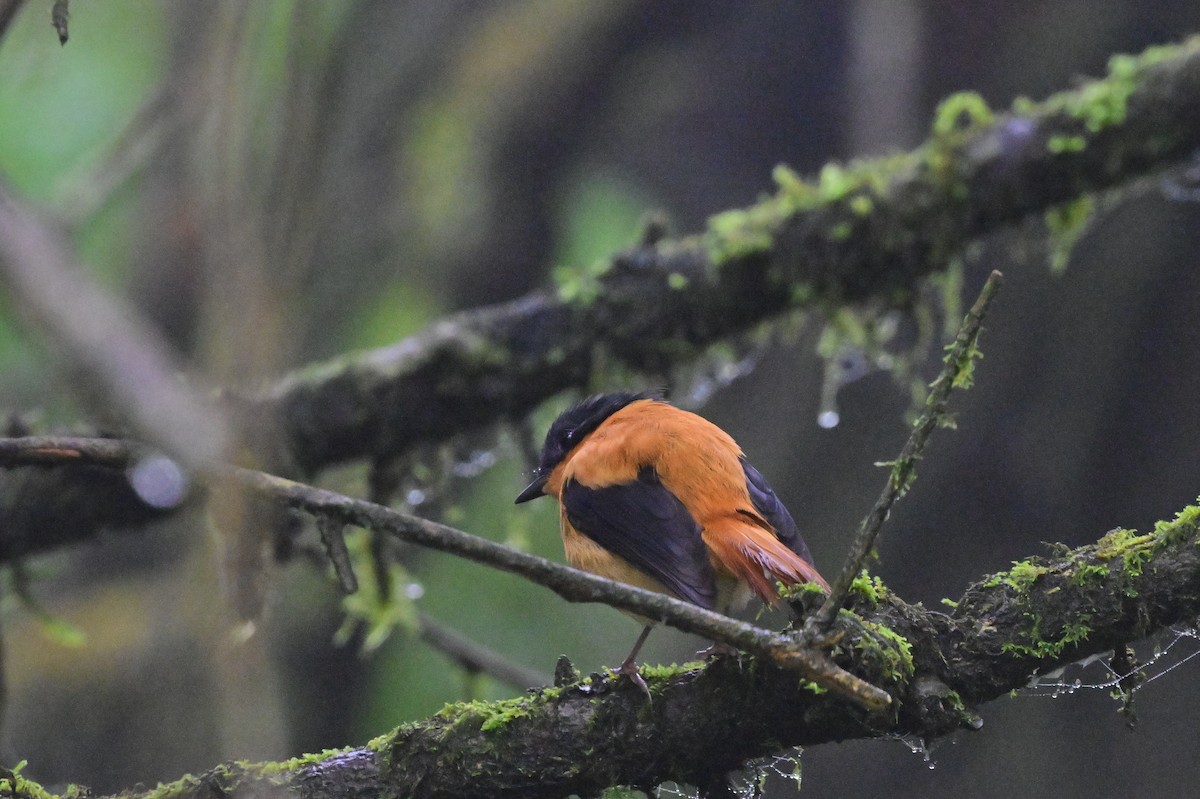 Black-and-orange Flycatcher - ML638528383