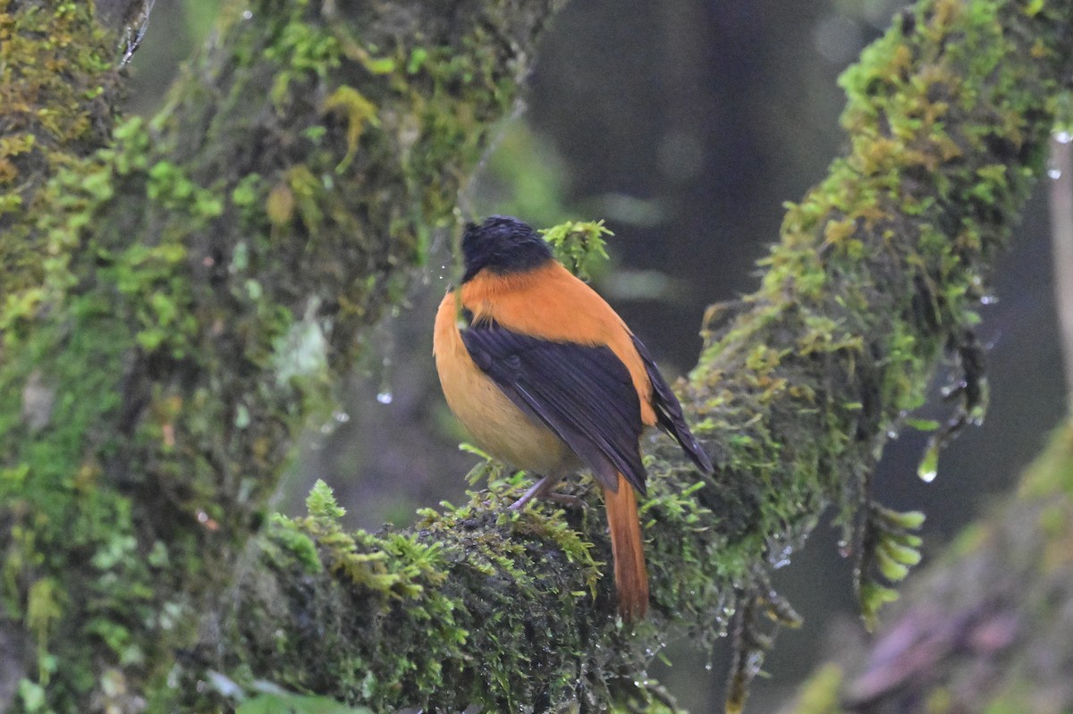 Black-and-orange Flycatcher - ML638528384