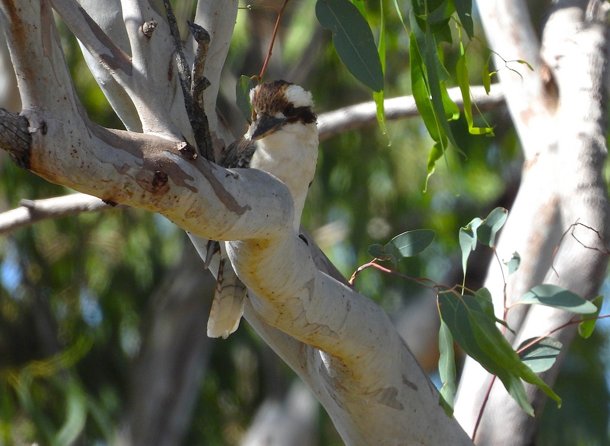 Laughing Kookaburra - ML638528385
