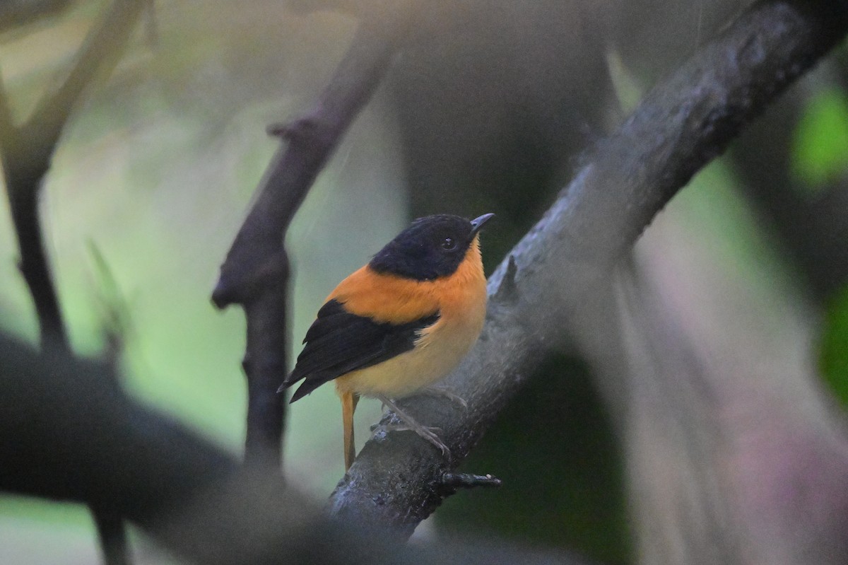 Black-and-orange Flycatcher - ML638528386