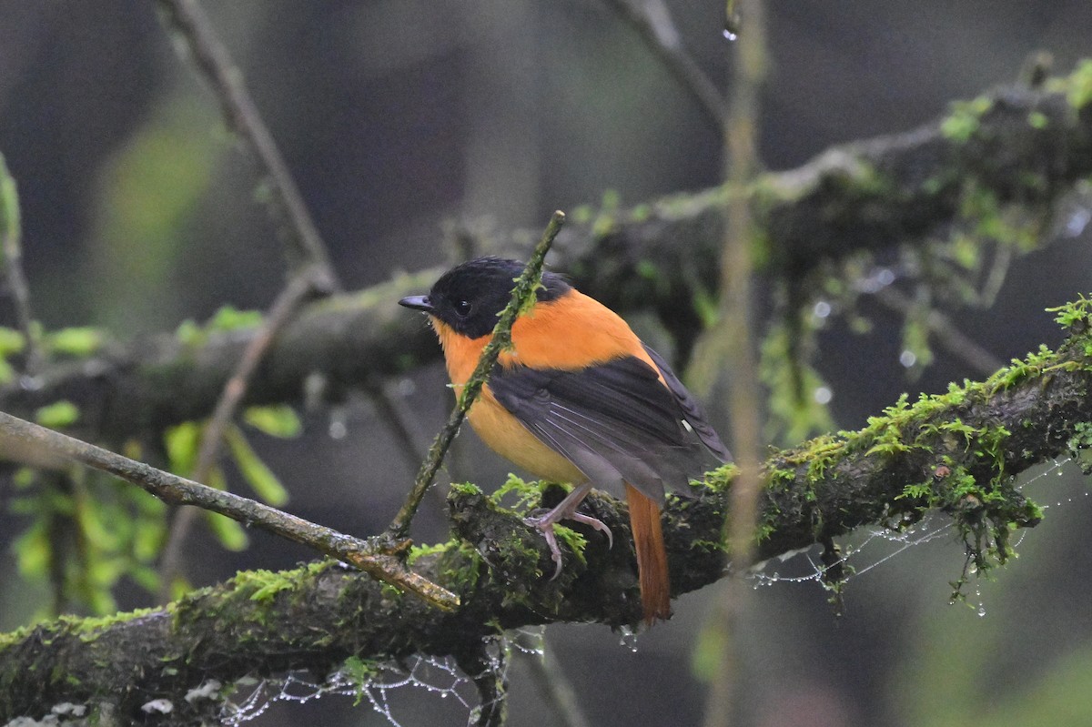 Black-and-orange Flycatcher - ML638528387