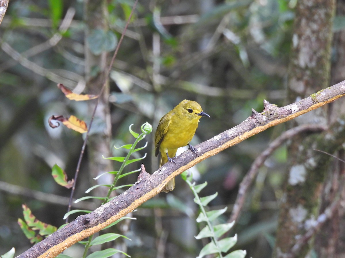 Yellow-browed Bulbul - ML638528396