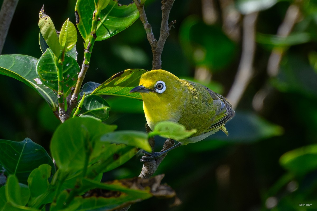 Lowland White-eye - ML638528413