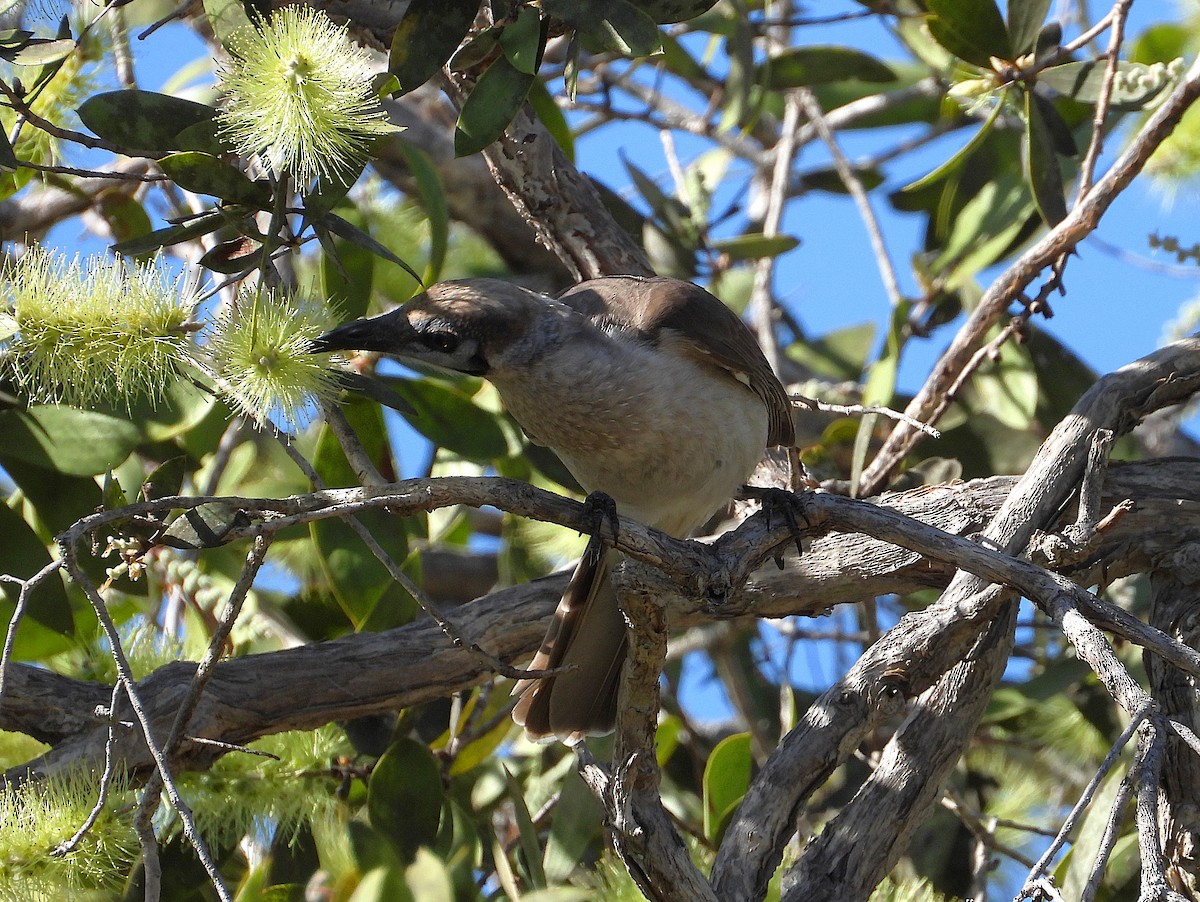 Little Friarbird - ML638528416