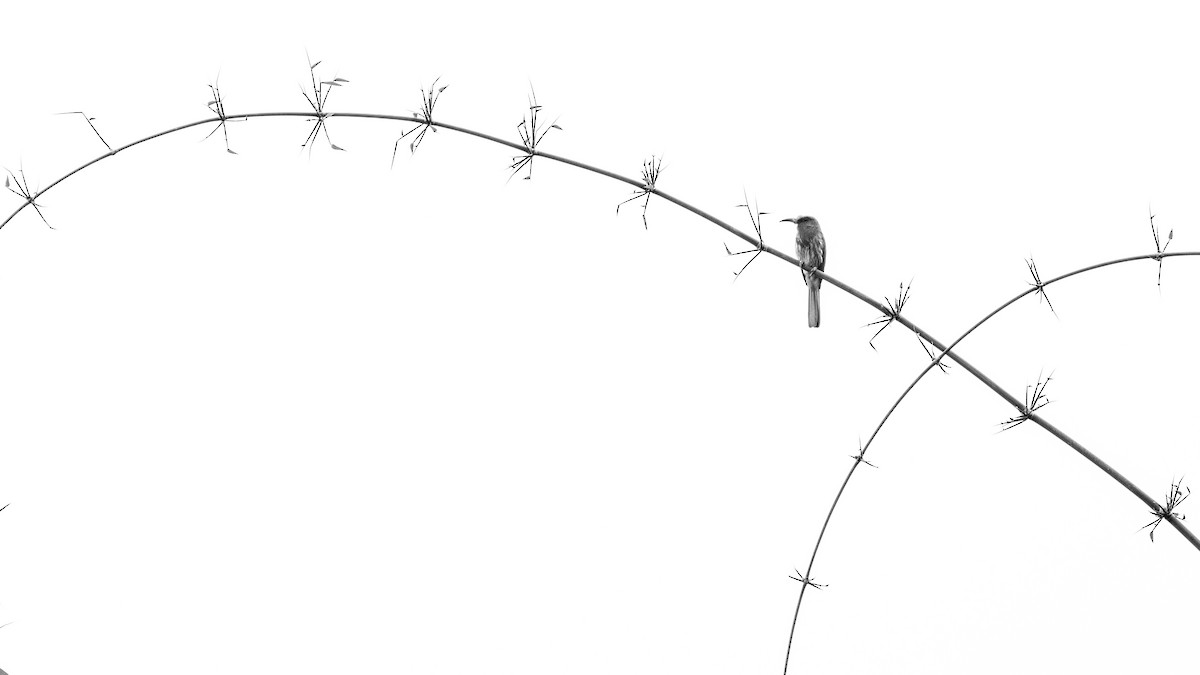 Blue-bearded Bee-eater - ML638528418