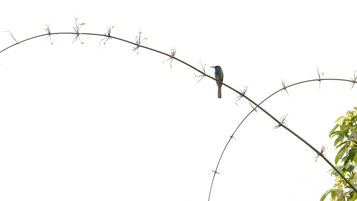 Blue-bearded Bee-eater - ML638528419