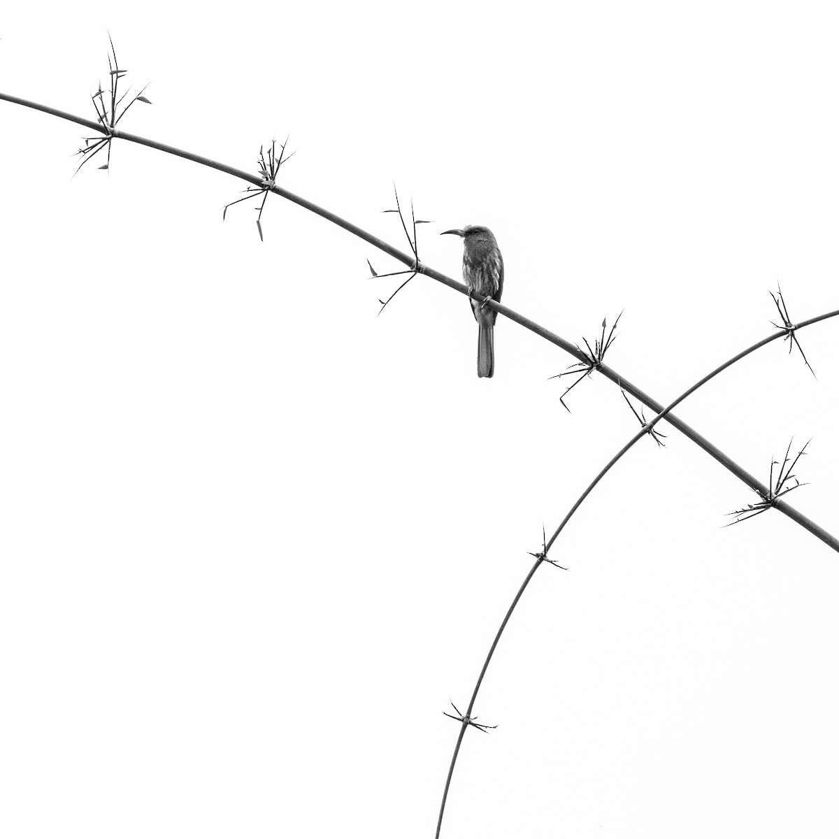 Blue-bearded Bee-eater - ML638528420